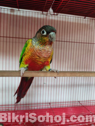 Yellow sided conure